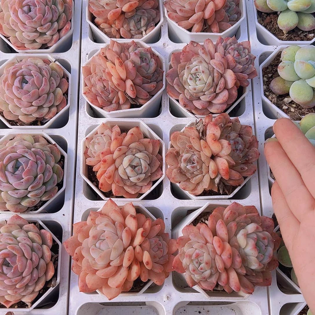 双头草莓熊样品19包邮多肉