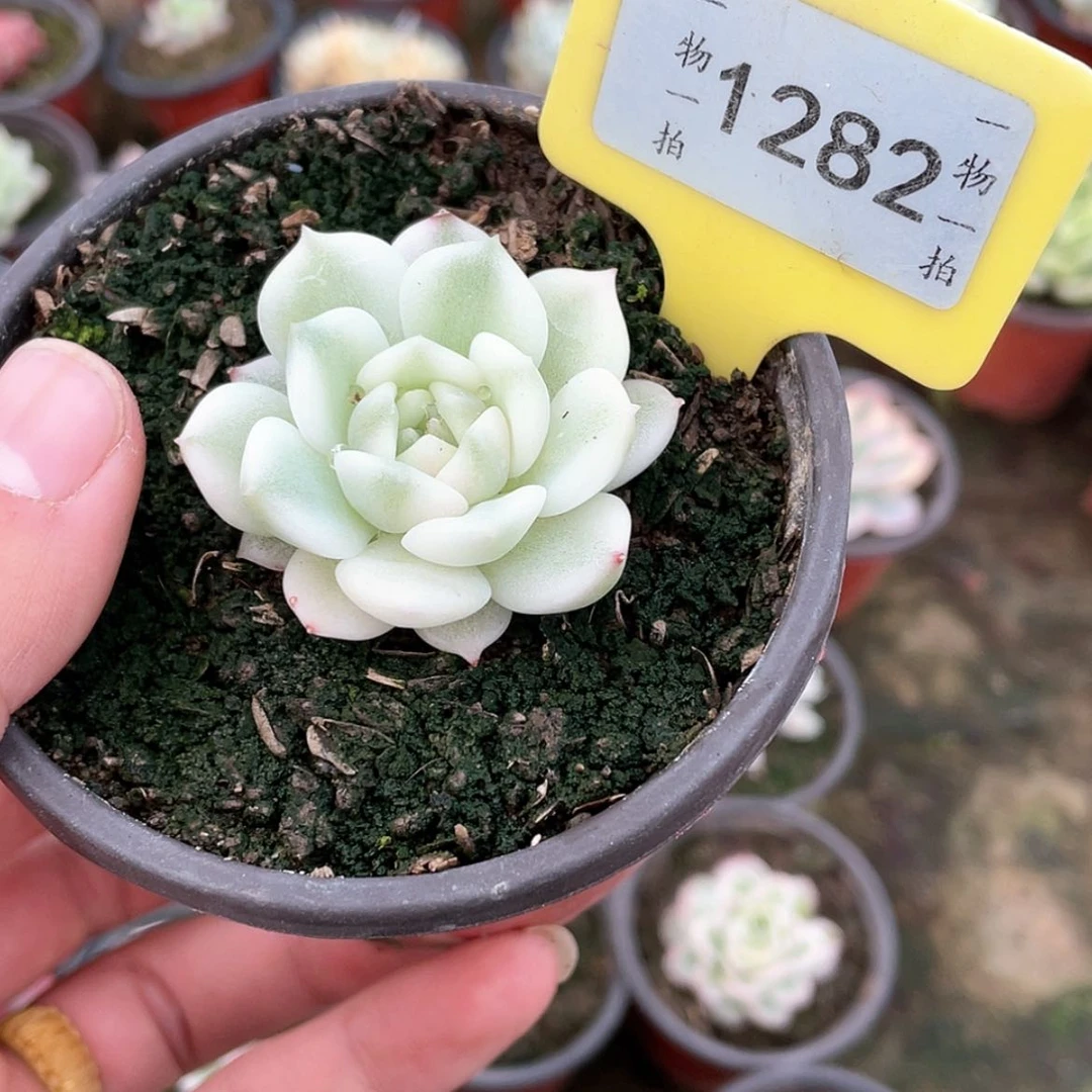 【闪购商品】阿*1282号