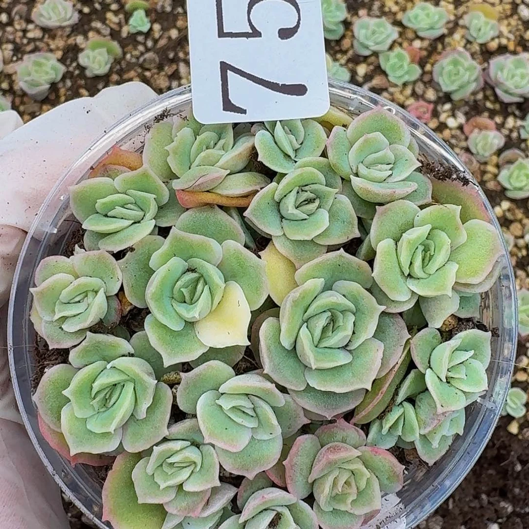 多肉植物多肉植物757