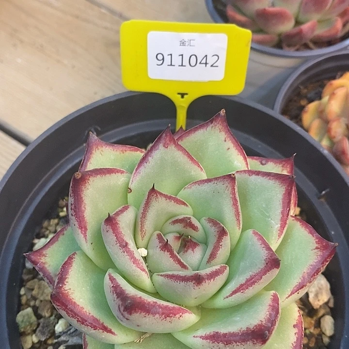 用****丁福利多多。911042