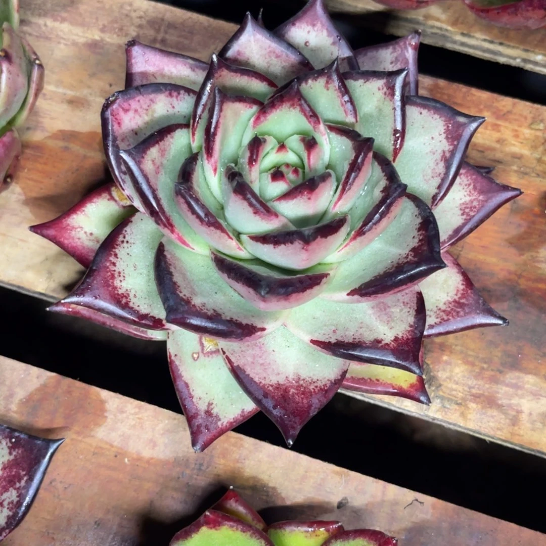 多肉植物玫瑰乌木