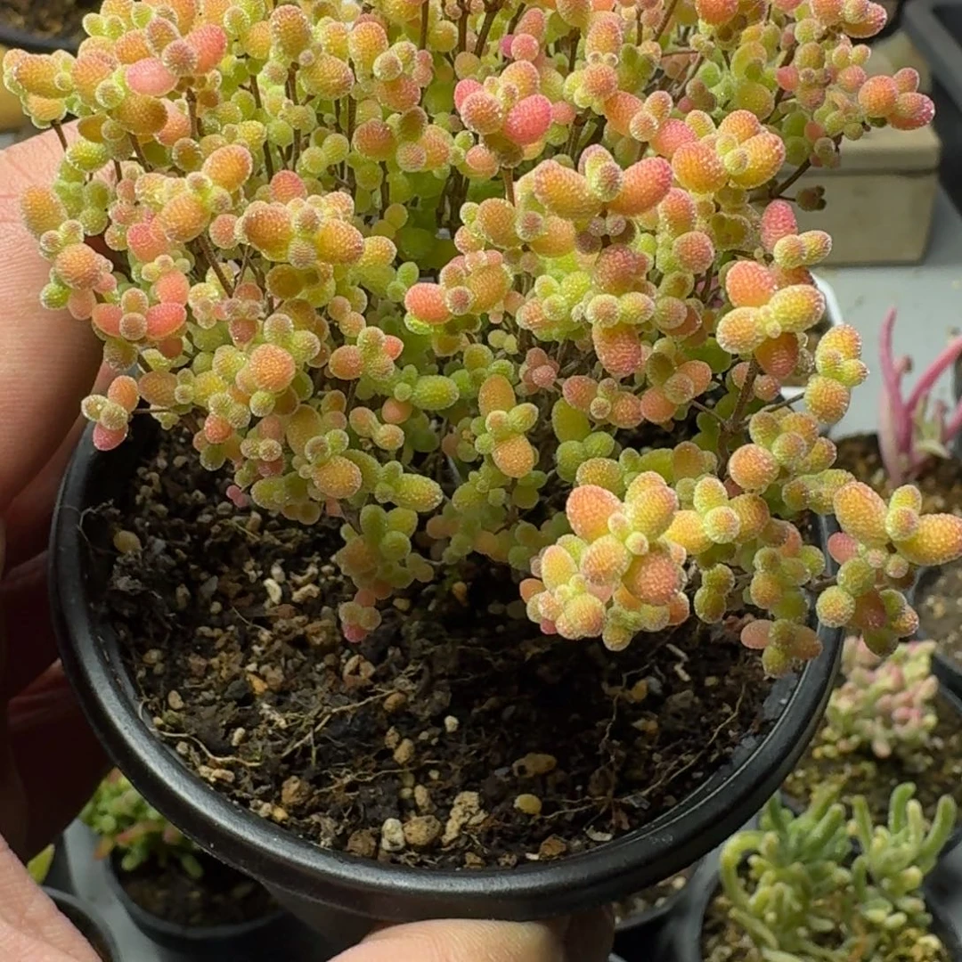 婷*Z多肉植物枝干番杏