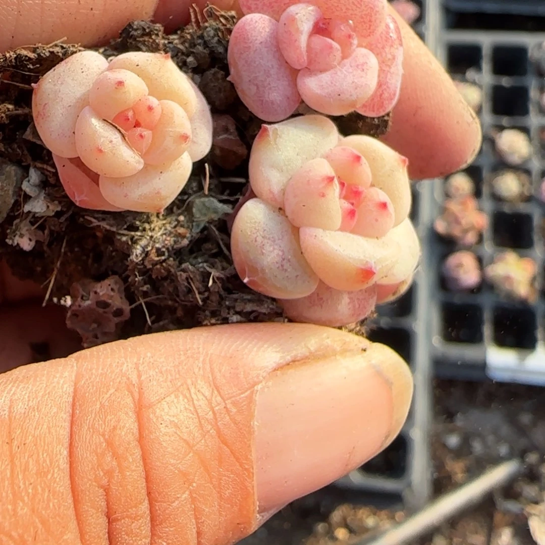 多肉小卡拉米糖心一物一拍