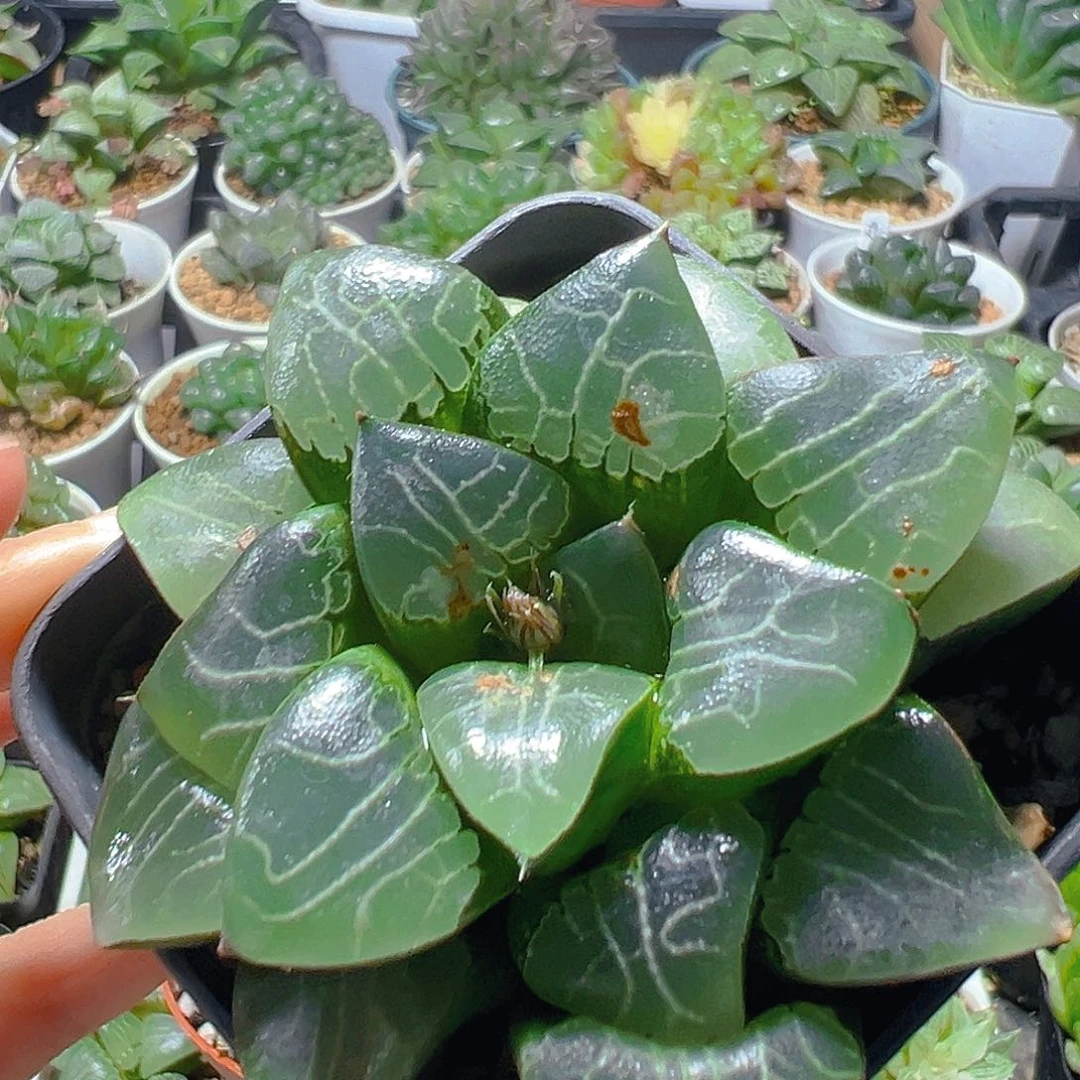 瑕疵月影母本玉露多肉