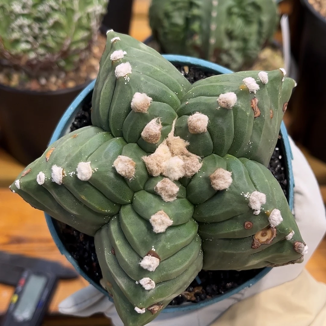 潮流植物 龟甲卵凤玉