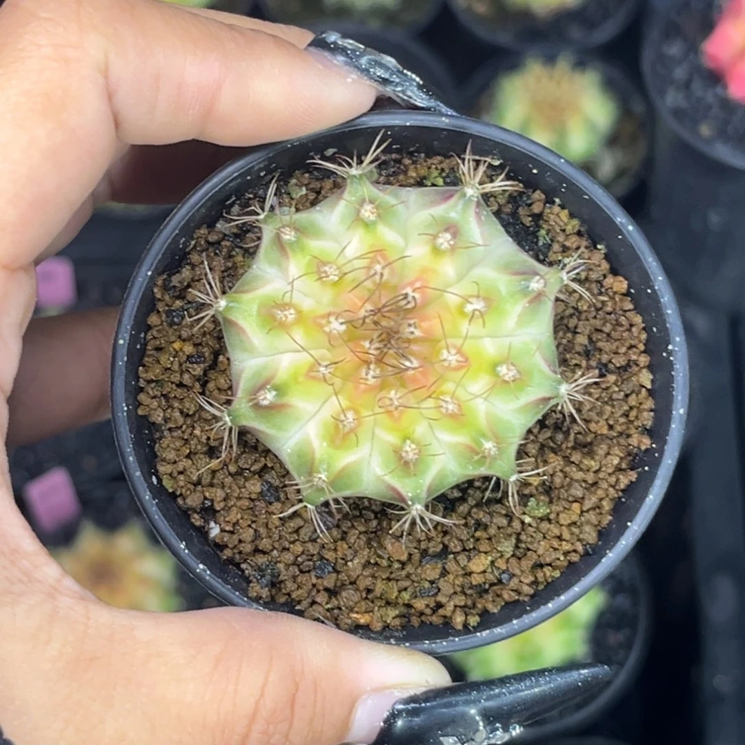 泰系白轮回 带盆土发货