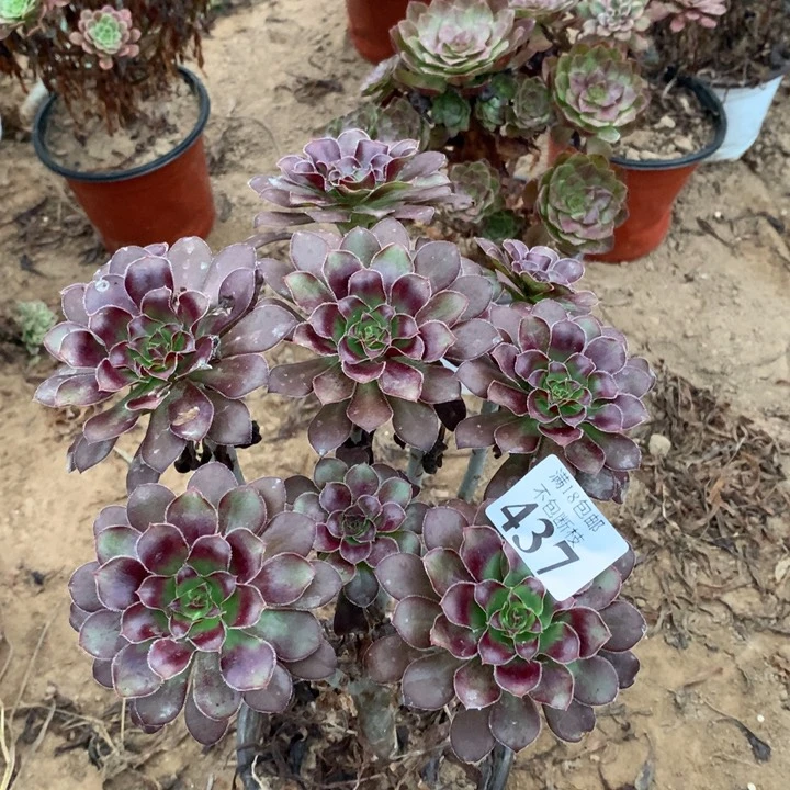 437红酒圆叶绣球2