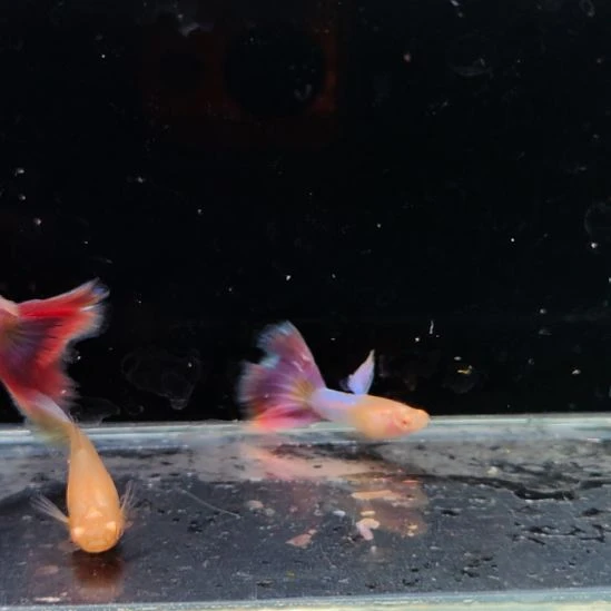 孔雀鱼微瑕彩虹天使两对