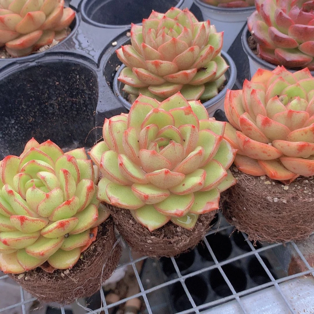 东云杂3577889900000