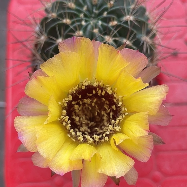 萝卜根黑喉摘花脱土