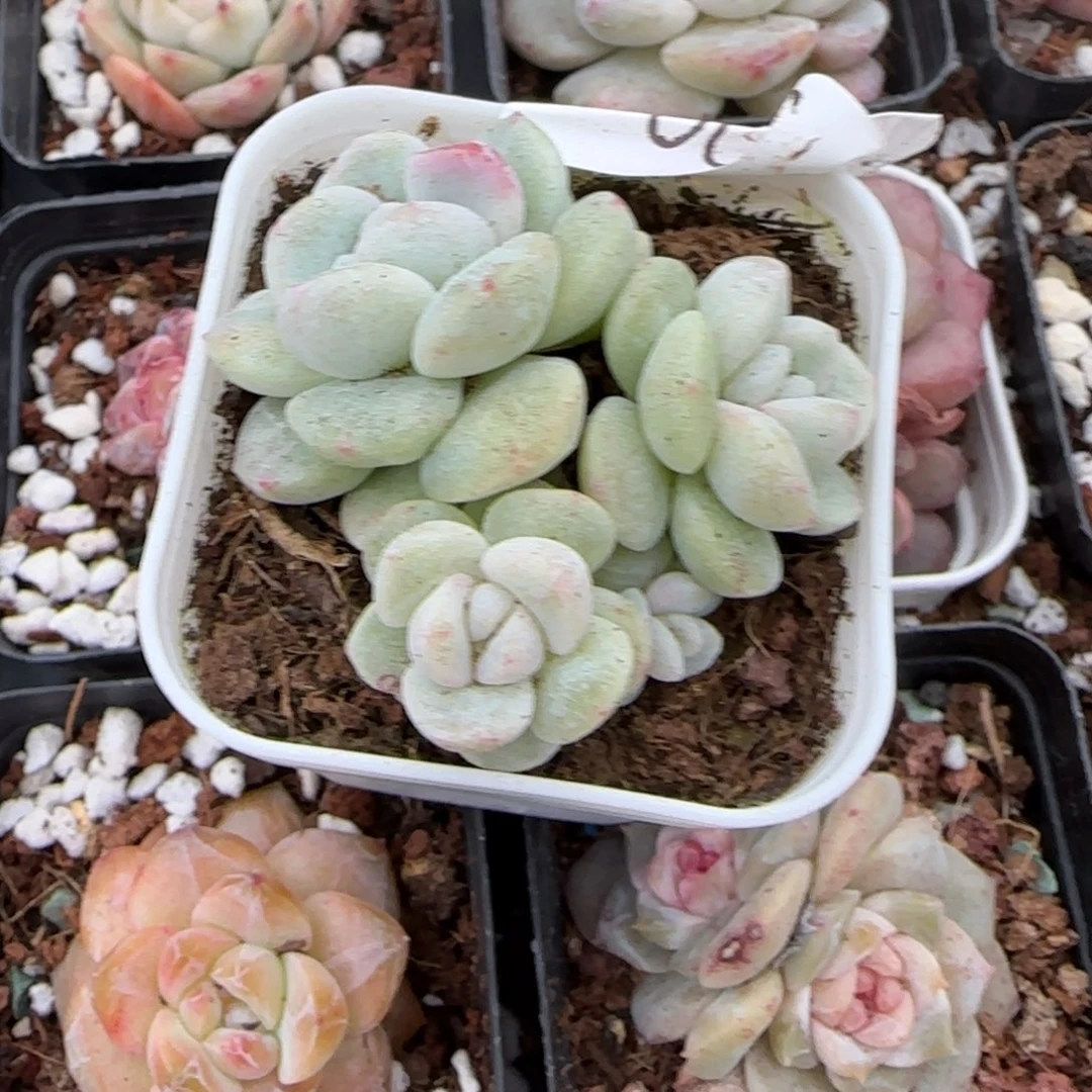 多肉小卡拉米糖心一物一拍