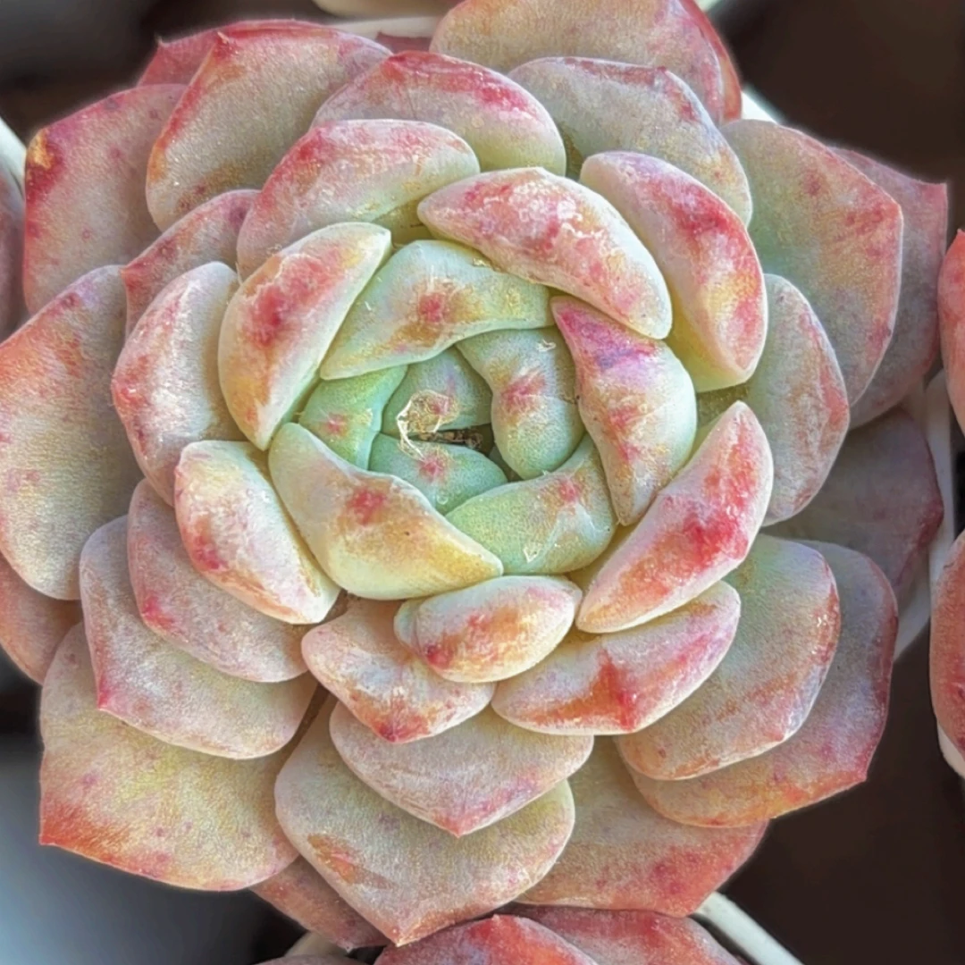 多肉冰魄石化（满12.9包邮）