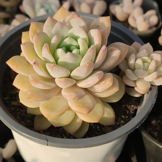 梦之雪多肉植物哈哈