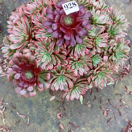 M****?多肉植物初恋928