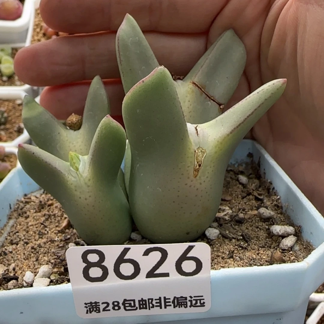 【闪购商品】沫*8626