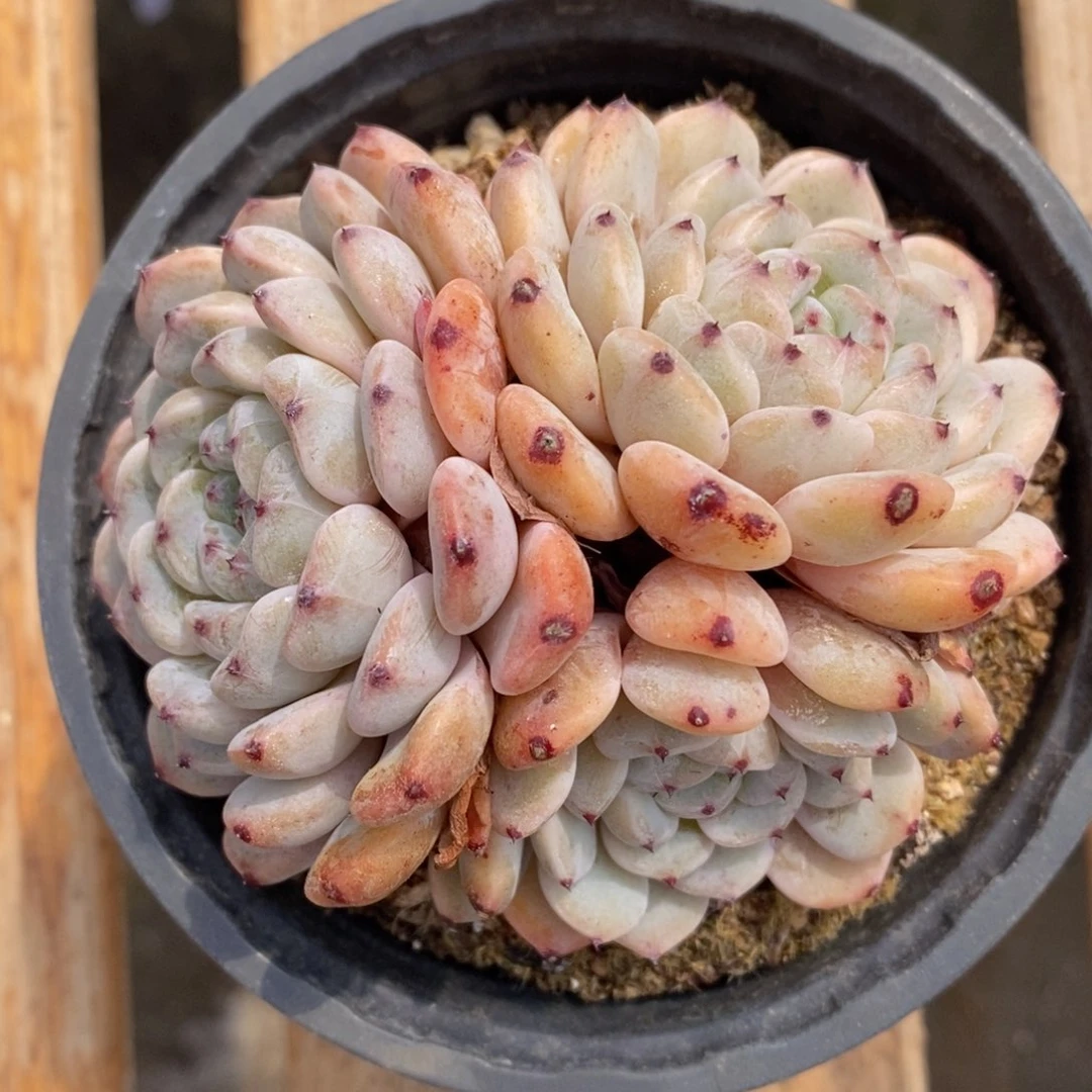 一物一拍精品多肉植物满38包邮_88