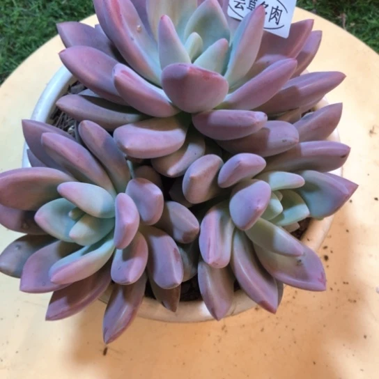 奥普，2086，一物一拍