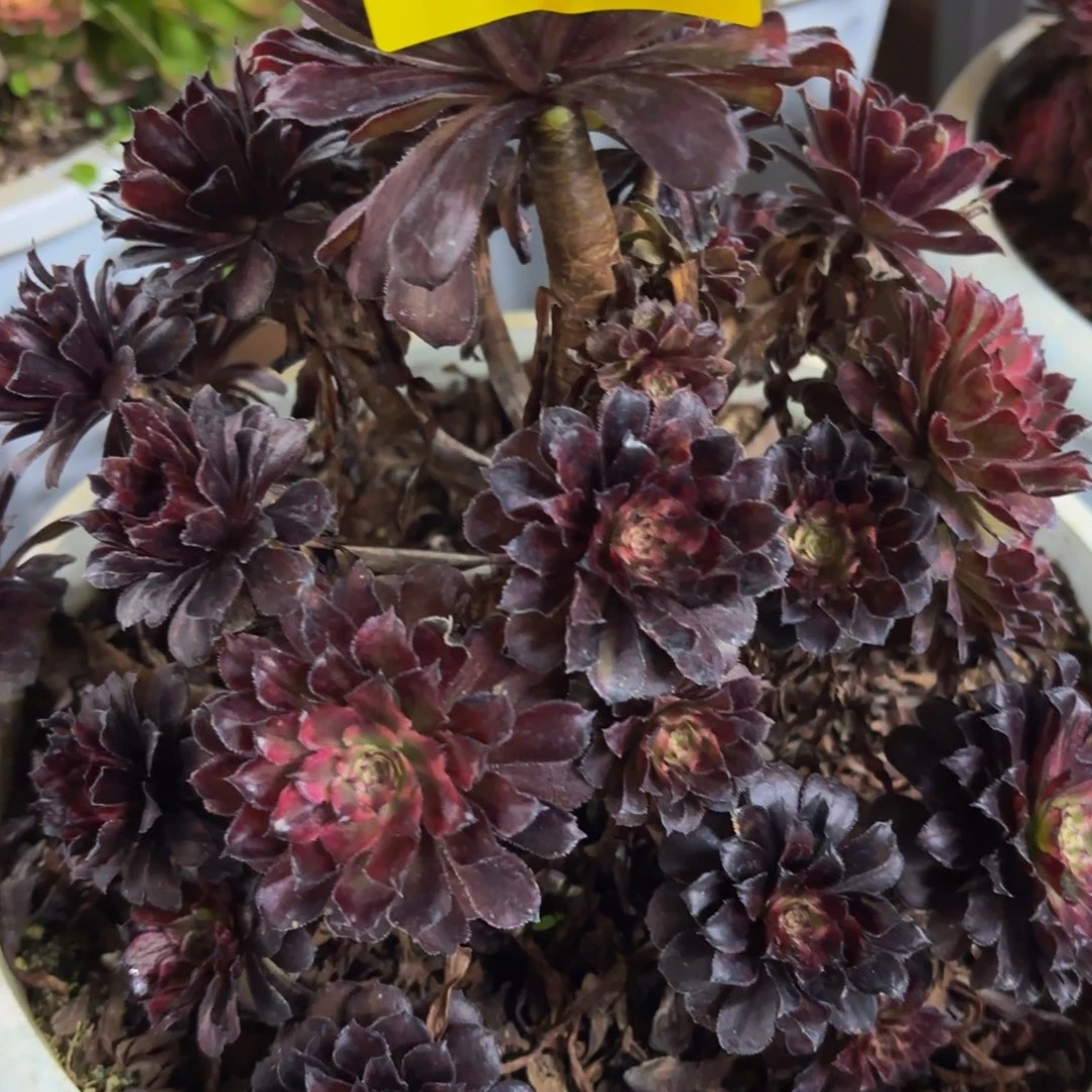 哈哈多肉葡萄福利602