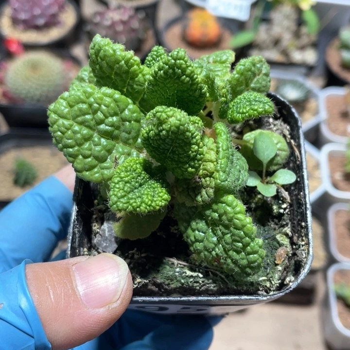 956断崖王子块根