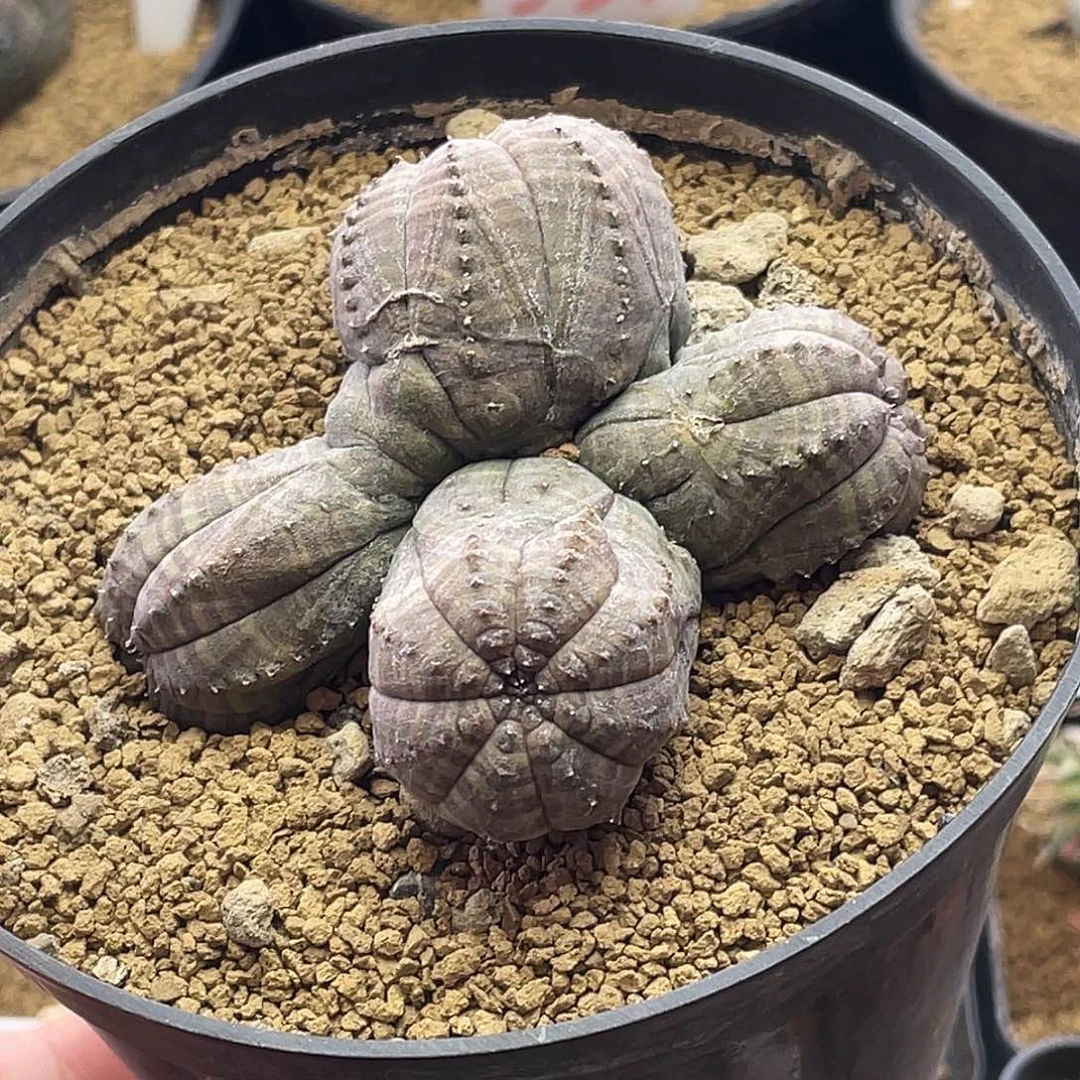 四头欧系布纹球 带盆土包邮