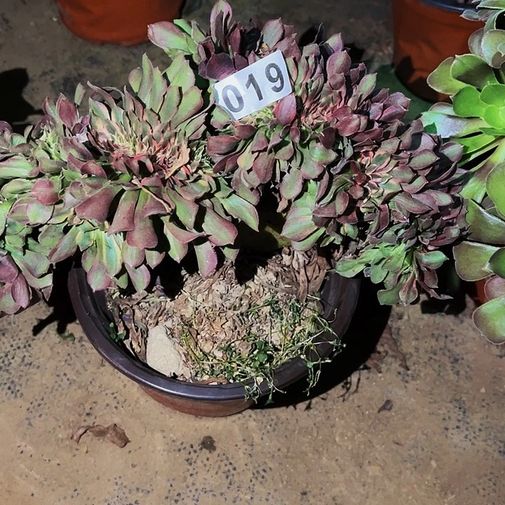 019香妃多肉植物处理不售后缀化