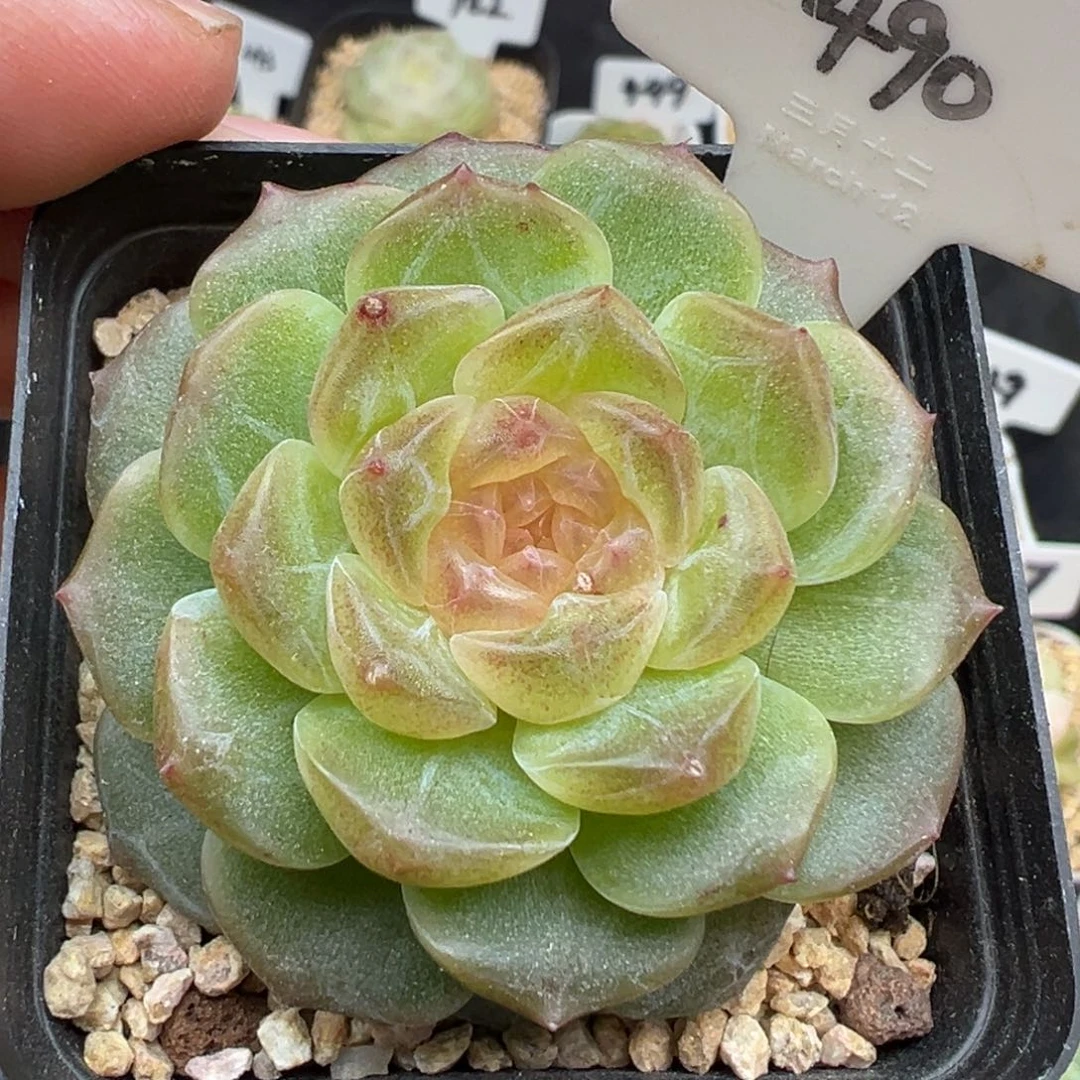 490号无尽灯 晗雨多肉