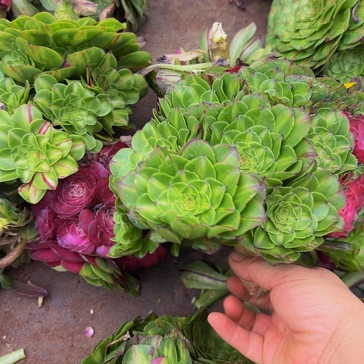 多肉植物知否042法师