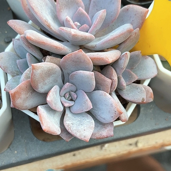 多肉植物红茶四头800