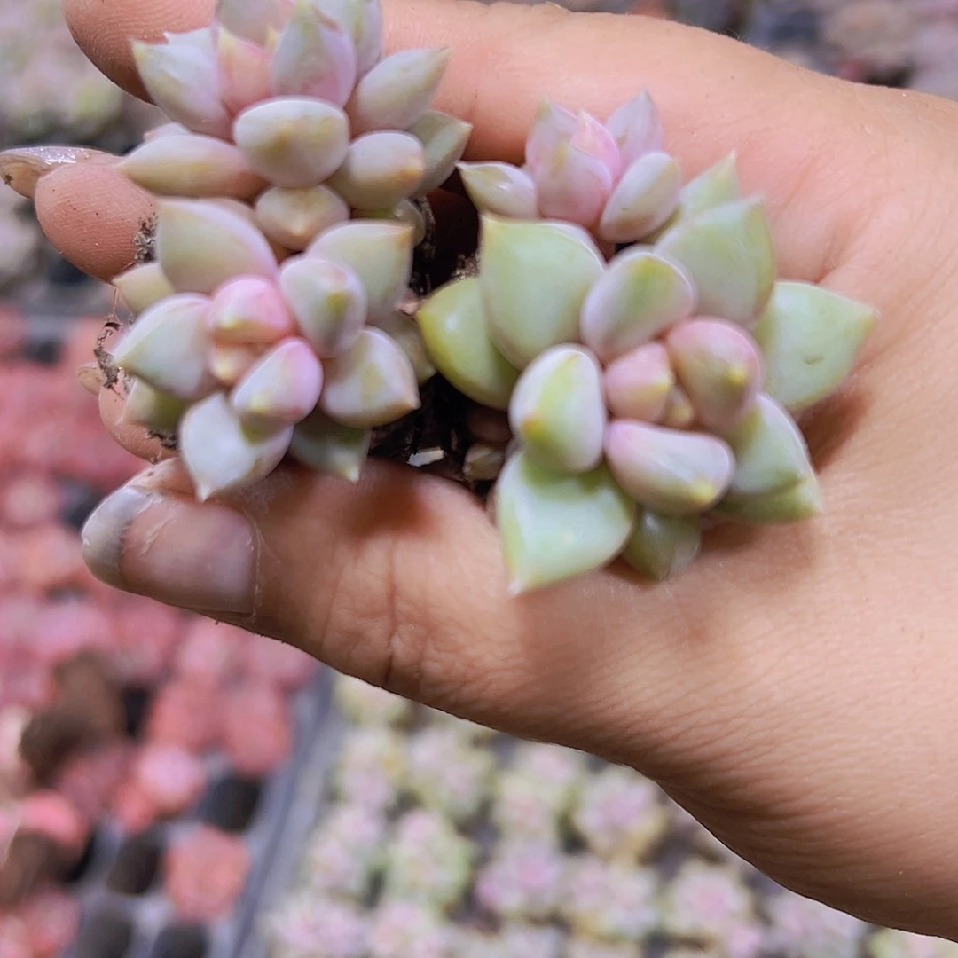 红象牙5个19包邮对肉