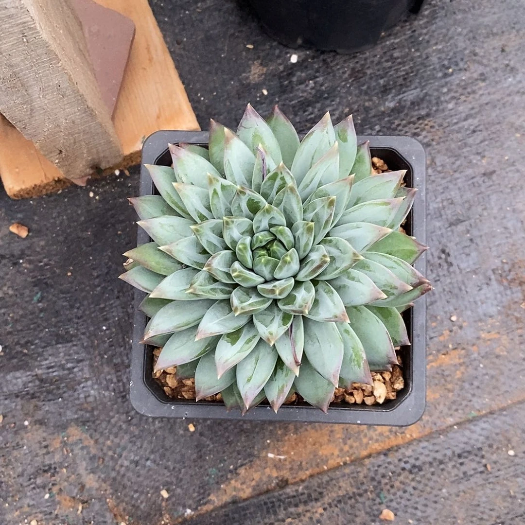 闲***光可以让孩子学会成长和发展自己做一