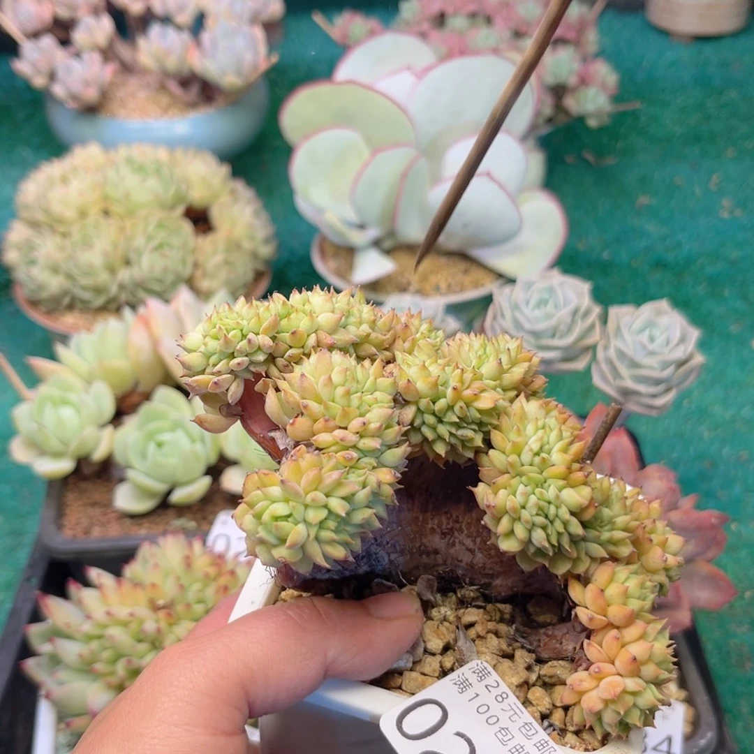 大0287:？x b v b n n n