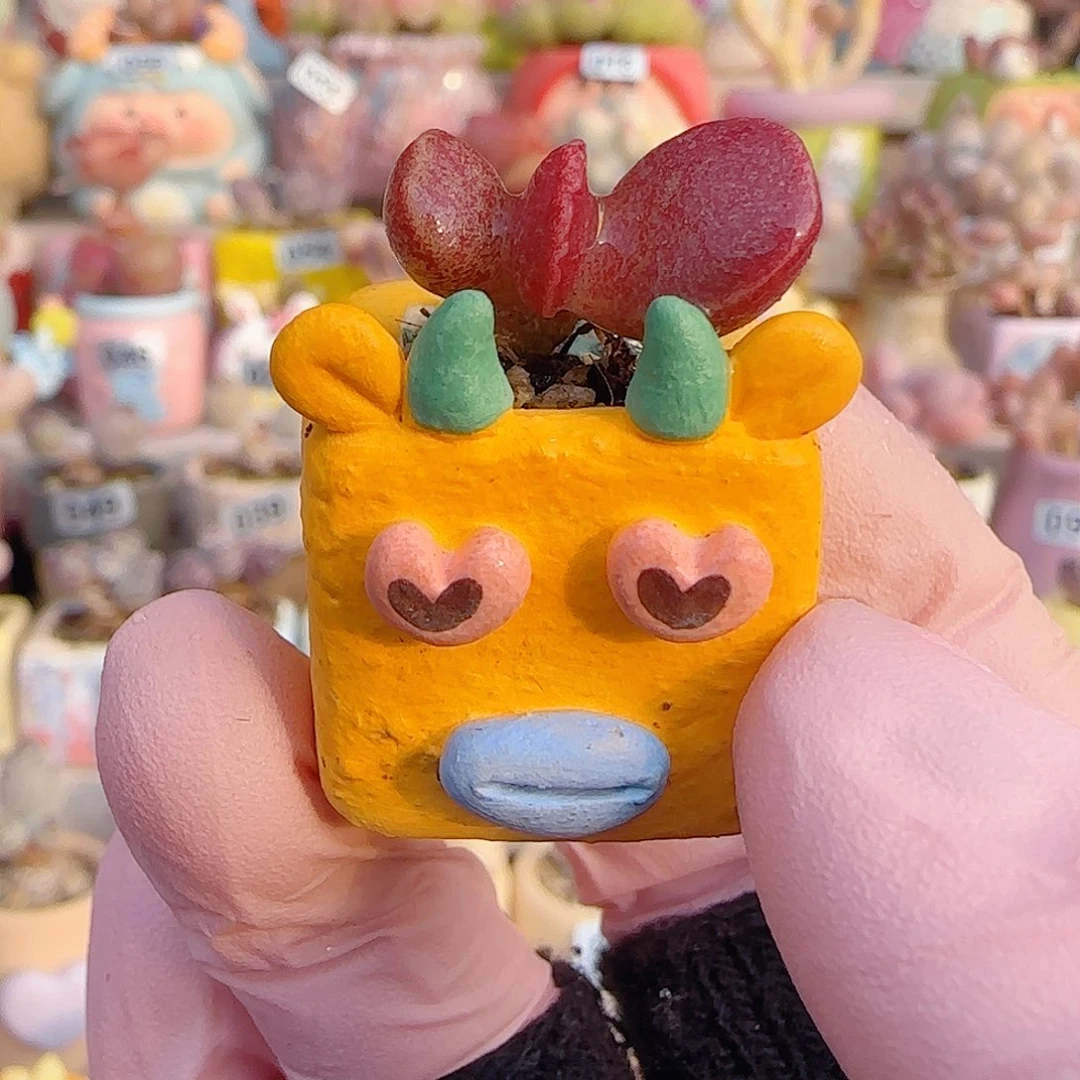 L厚叶红书提 盆口2cm