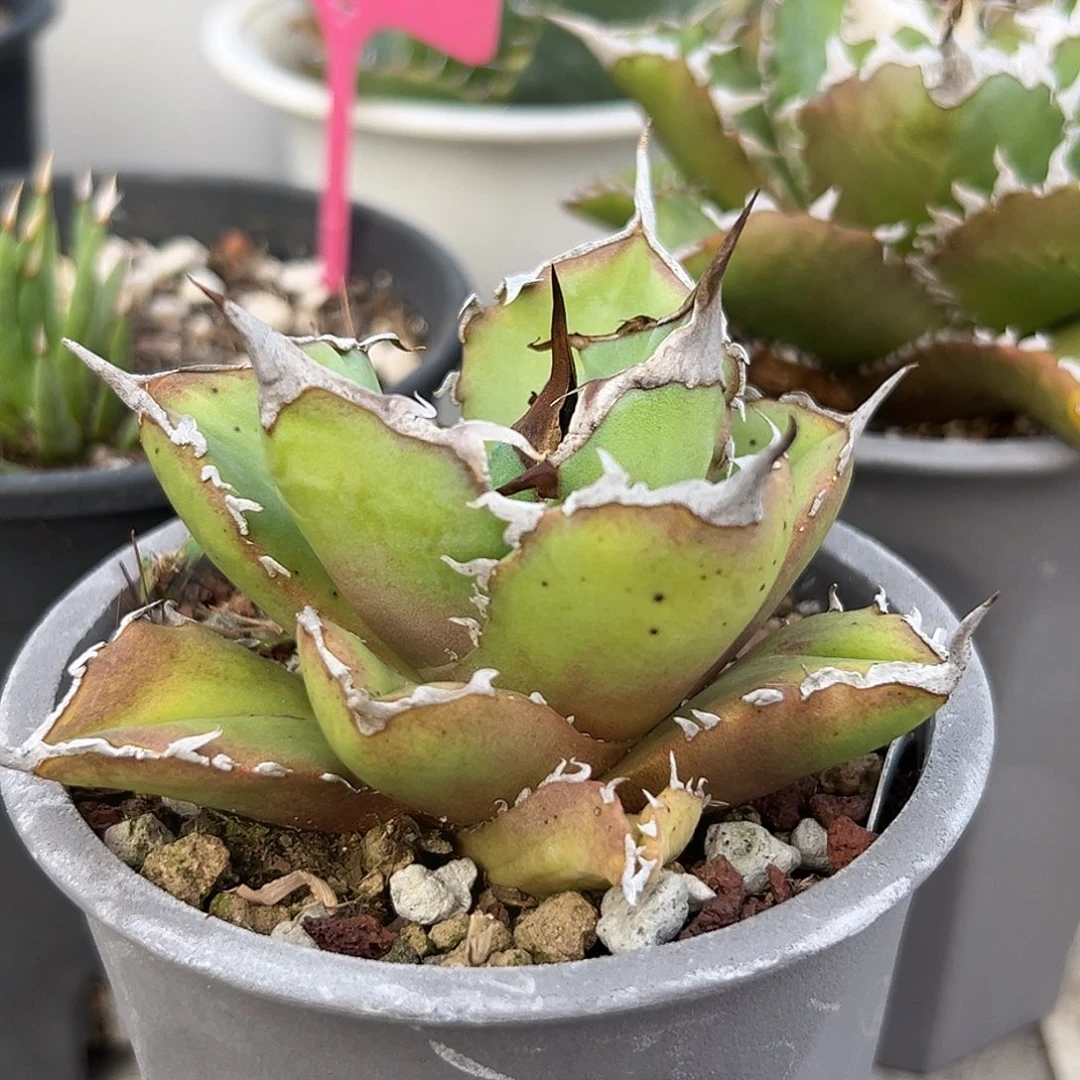 白胡子一物一拍偏远不包邮不退不换