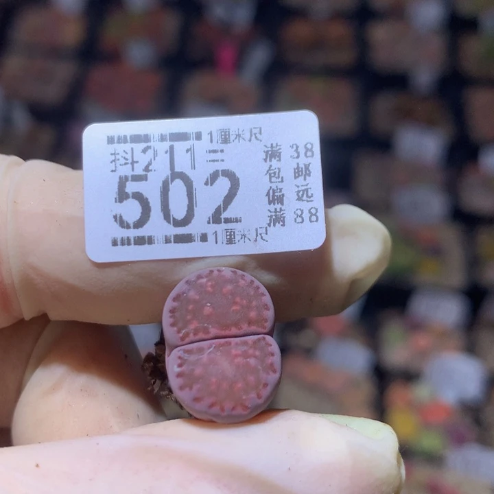 V****侠精品生石花211.502