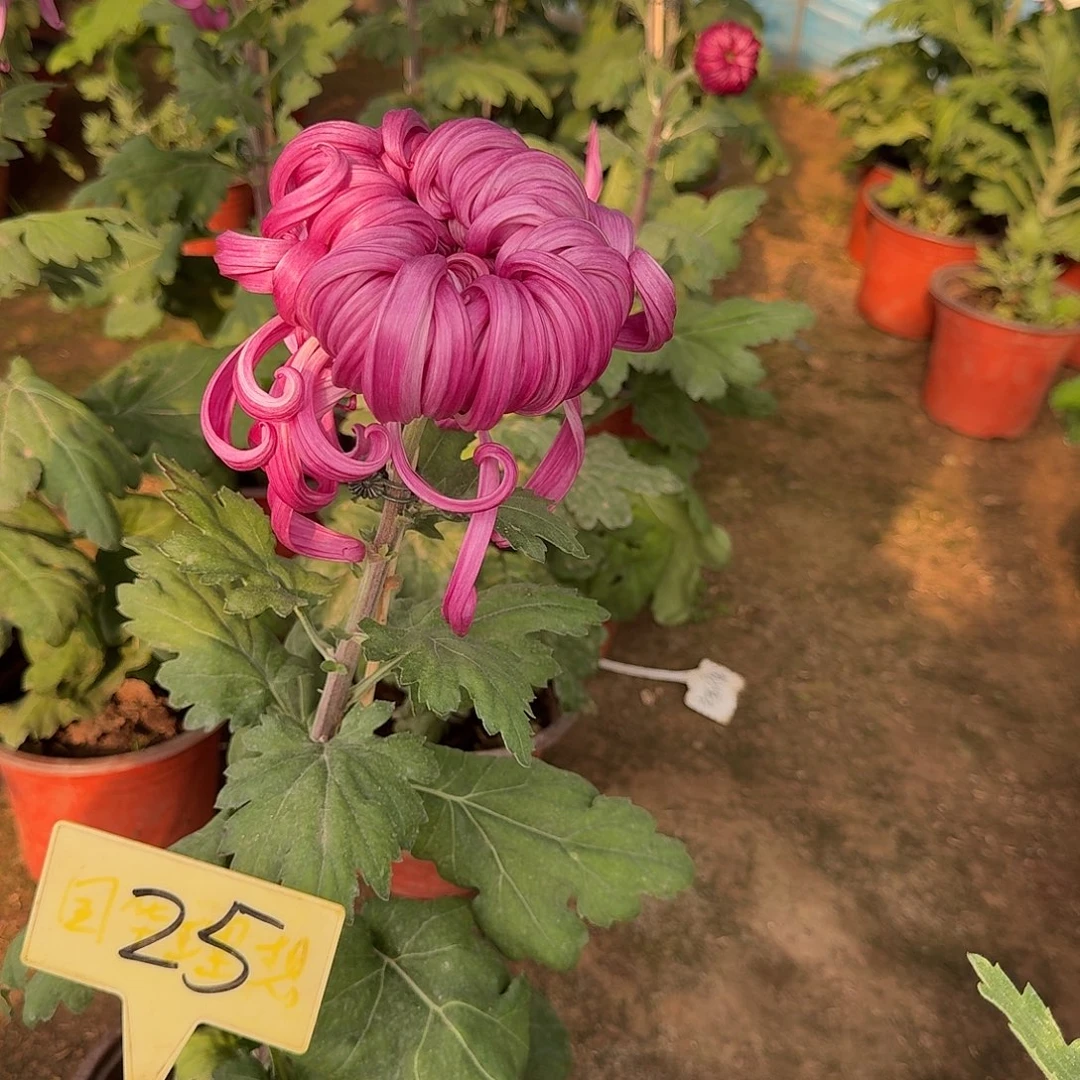 (***脸大部分花苞少量开放25无名紫