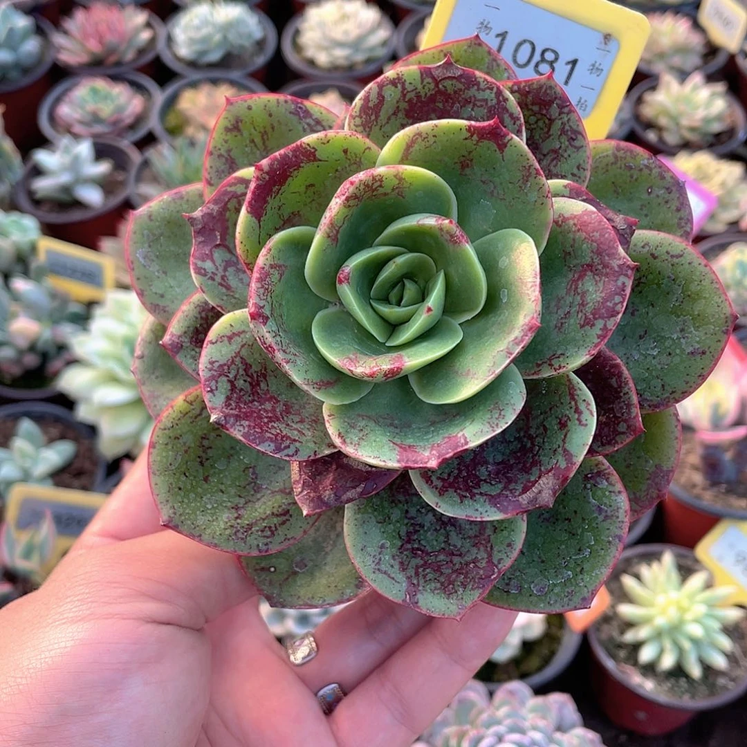 1081号多肉植物组合
