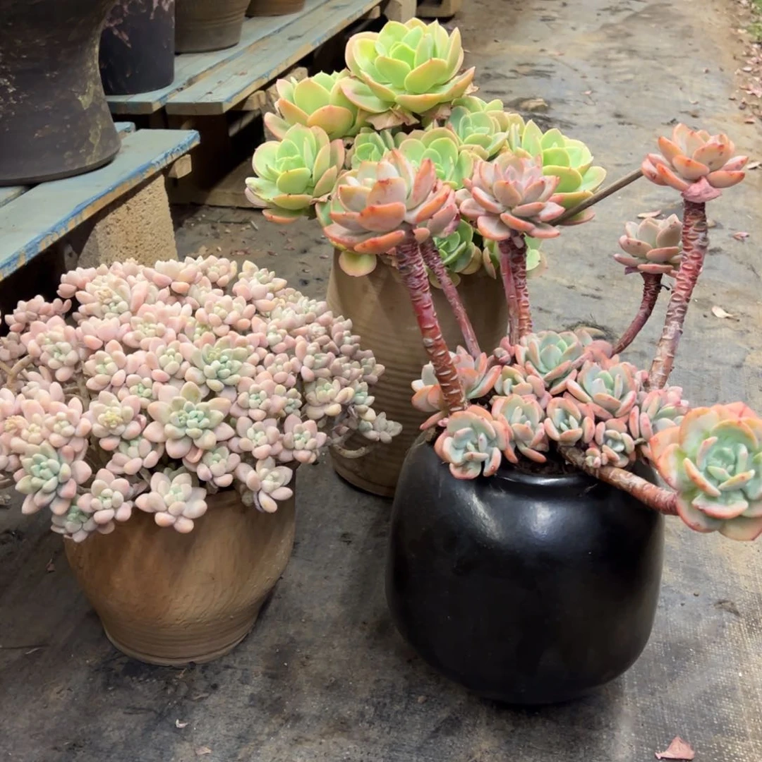 老桩雪酪蛋糕加骑兵加白月光加盆加物流