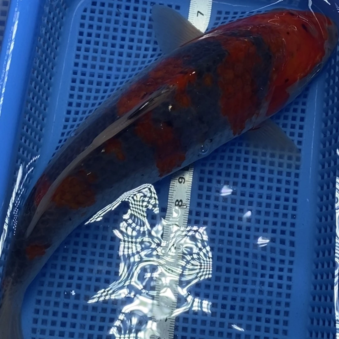 锦鲤冷水锦鲤包邮