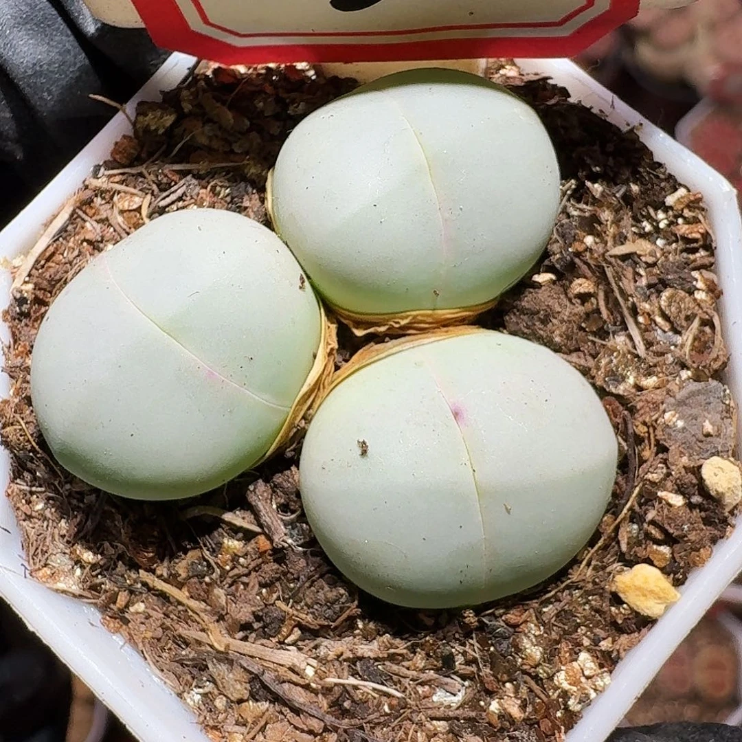 生石花23:：：。  50