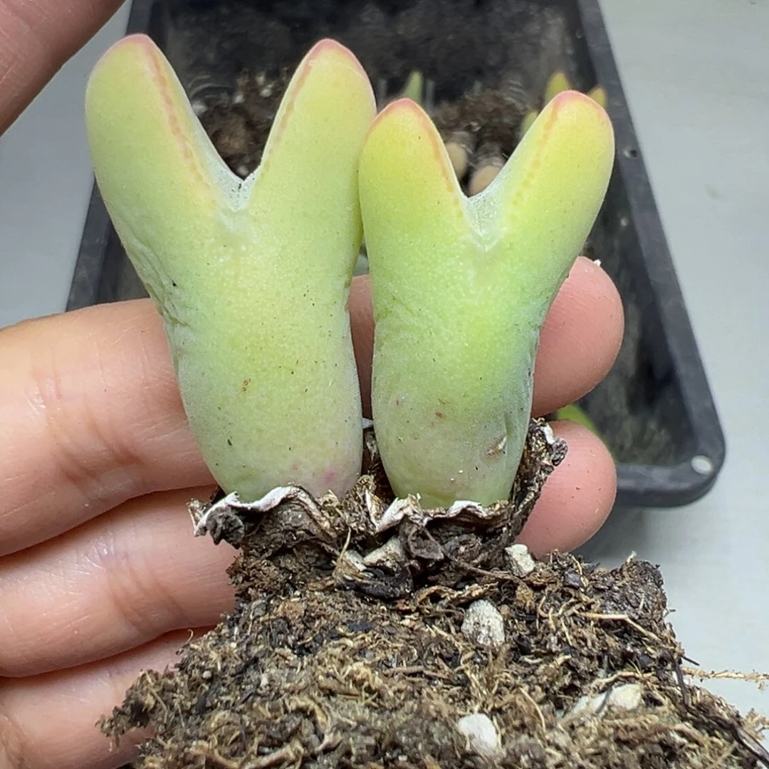 【闪购商品】158……