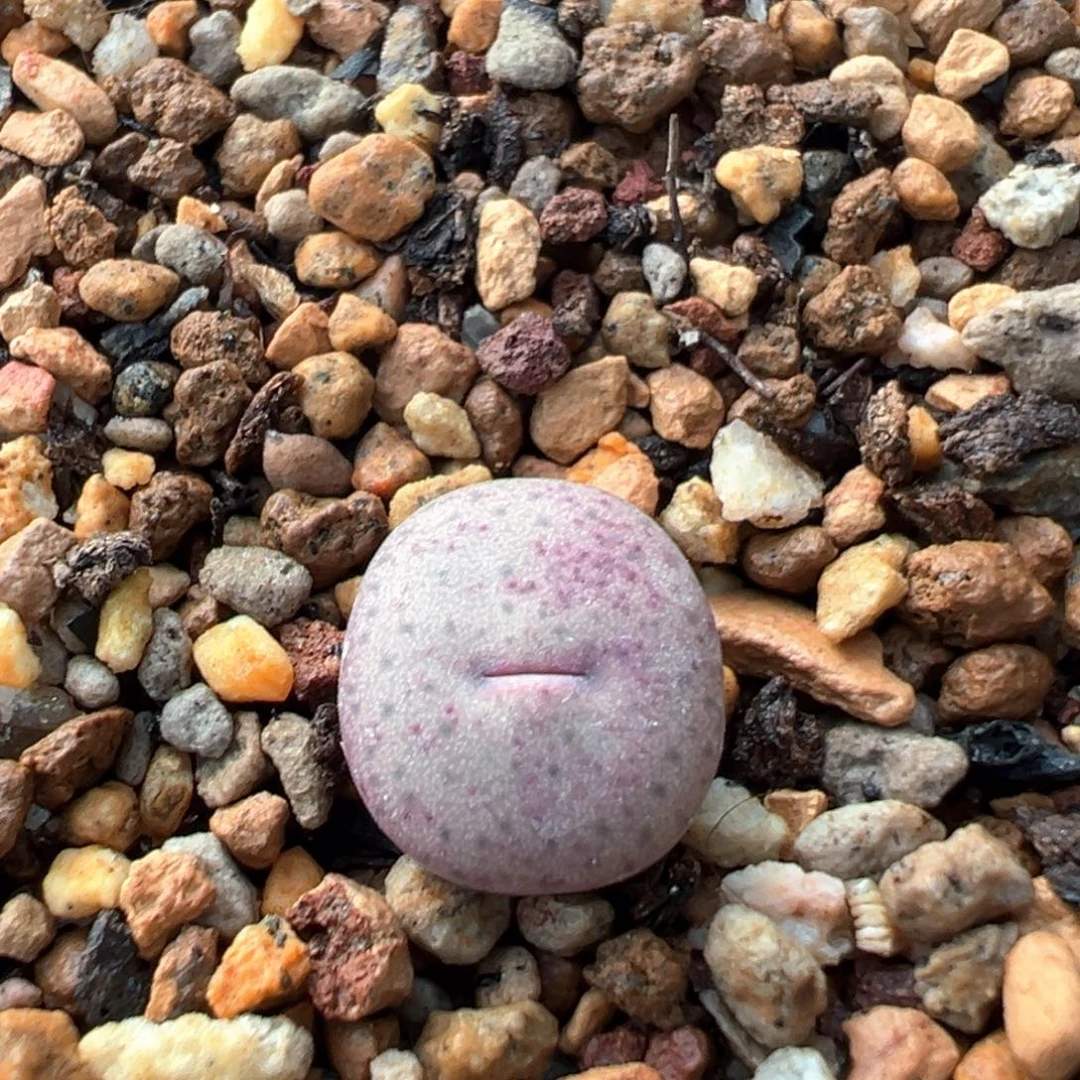 多肉单头优选嘴杂一棵70