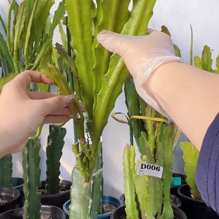 当前无花栽培后可以开花31