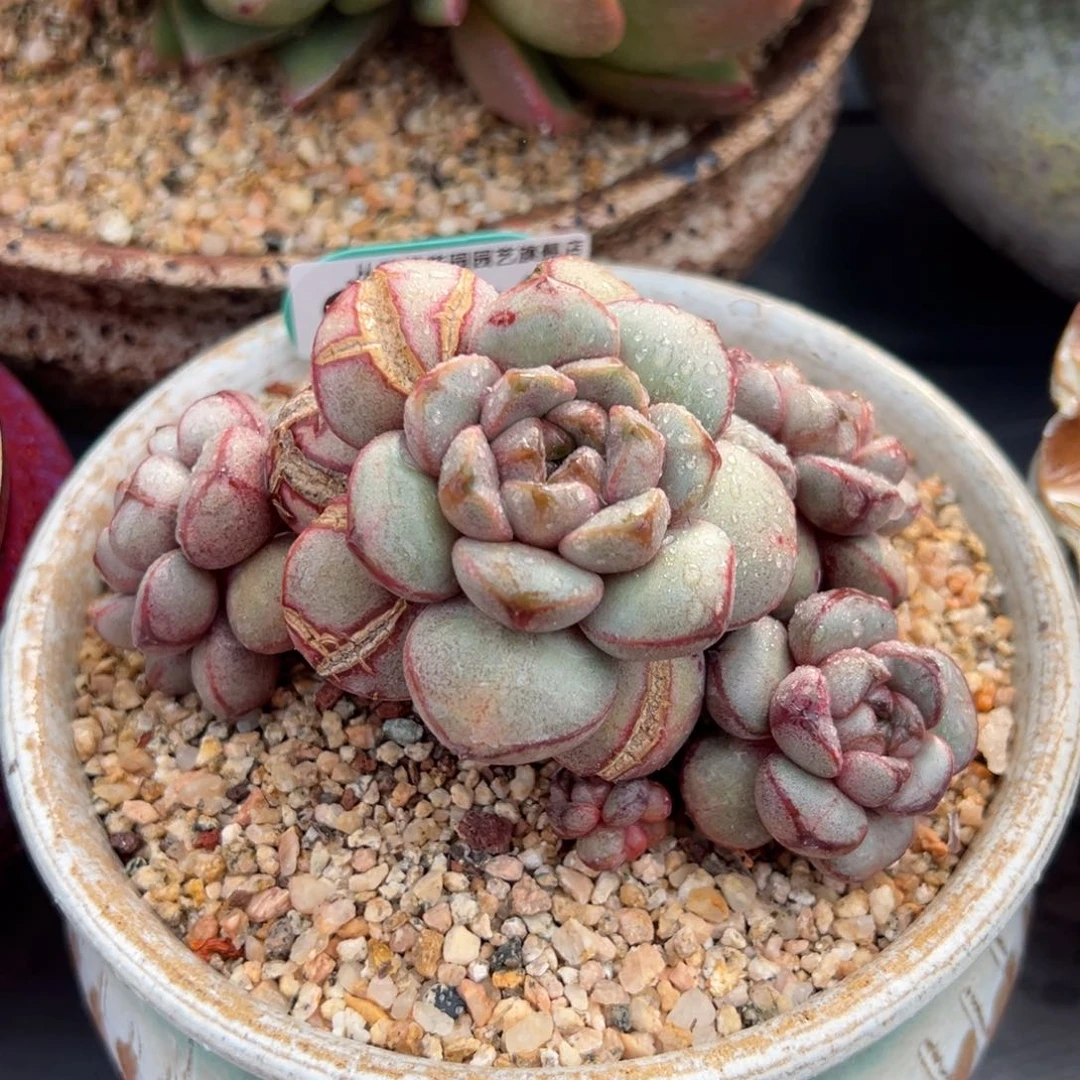 从前慢多肉精选编号0218.49