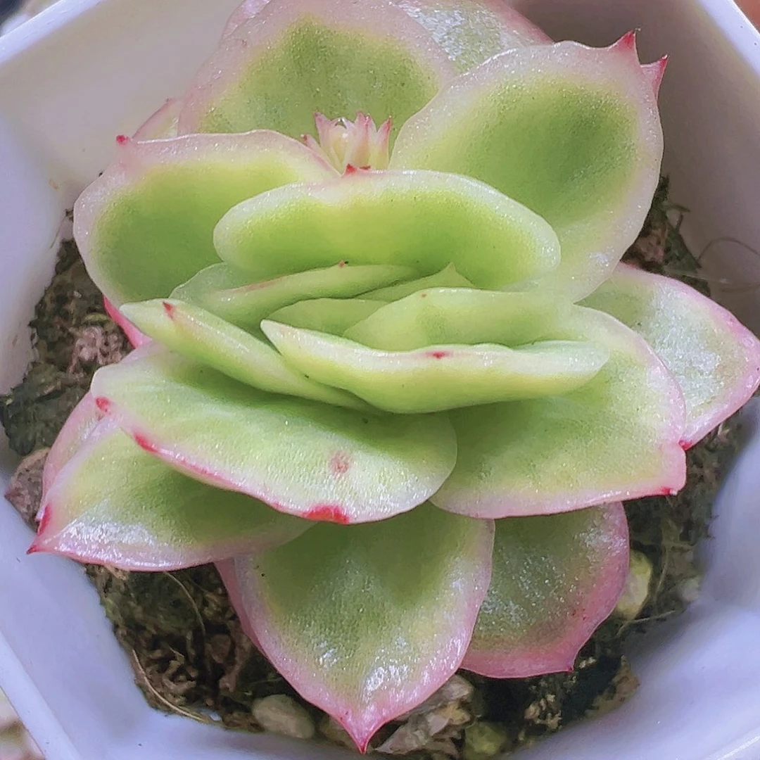 冰玫瑰锦19包邮多肉