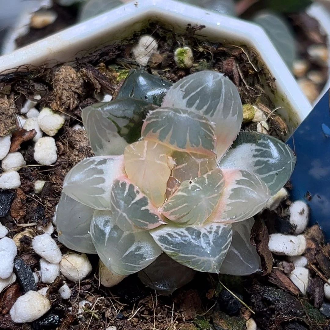 我***久恭喜发财大吉大利506