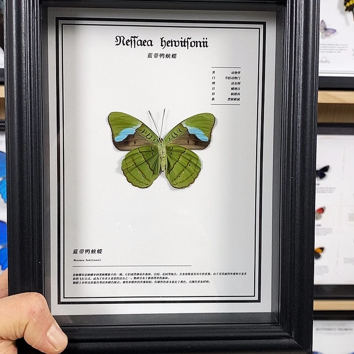 大理石磁石蓝带鸭8寸框