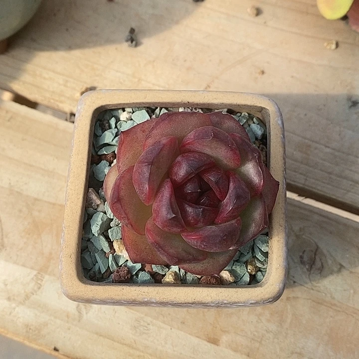 胭脂精品多肉   007