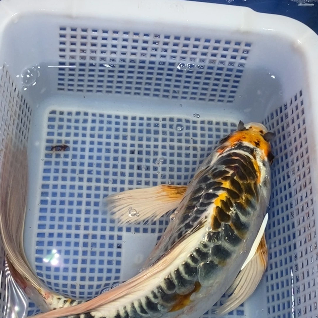 锦鲤冷水金龙包邮