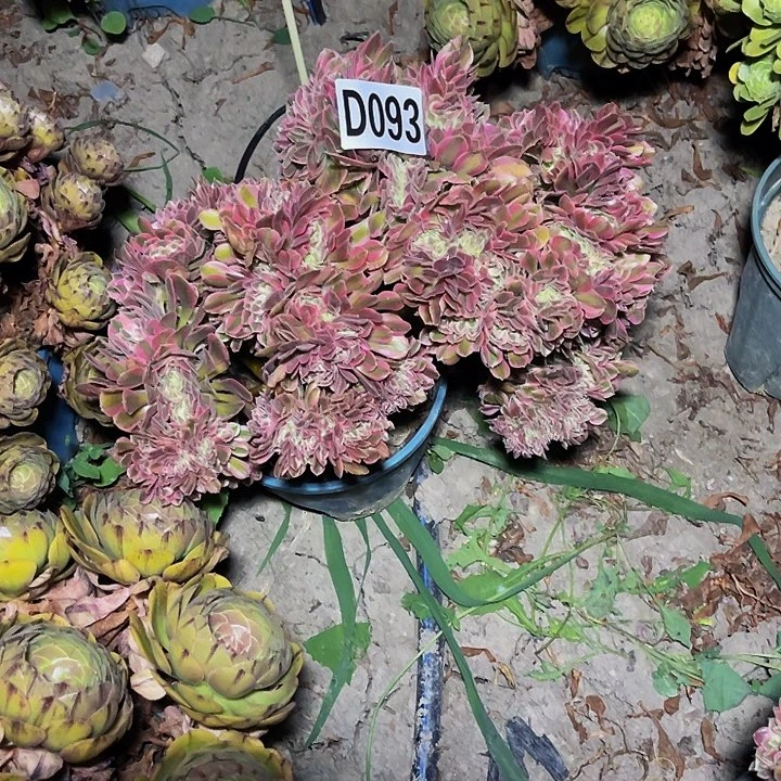 女巫法师14—9包邮