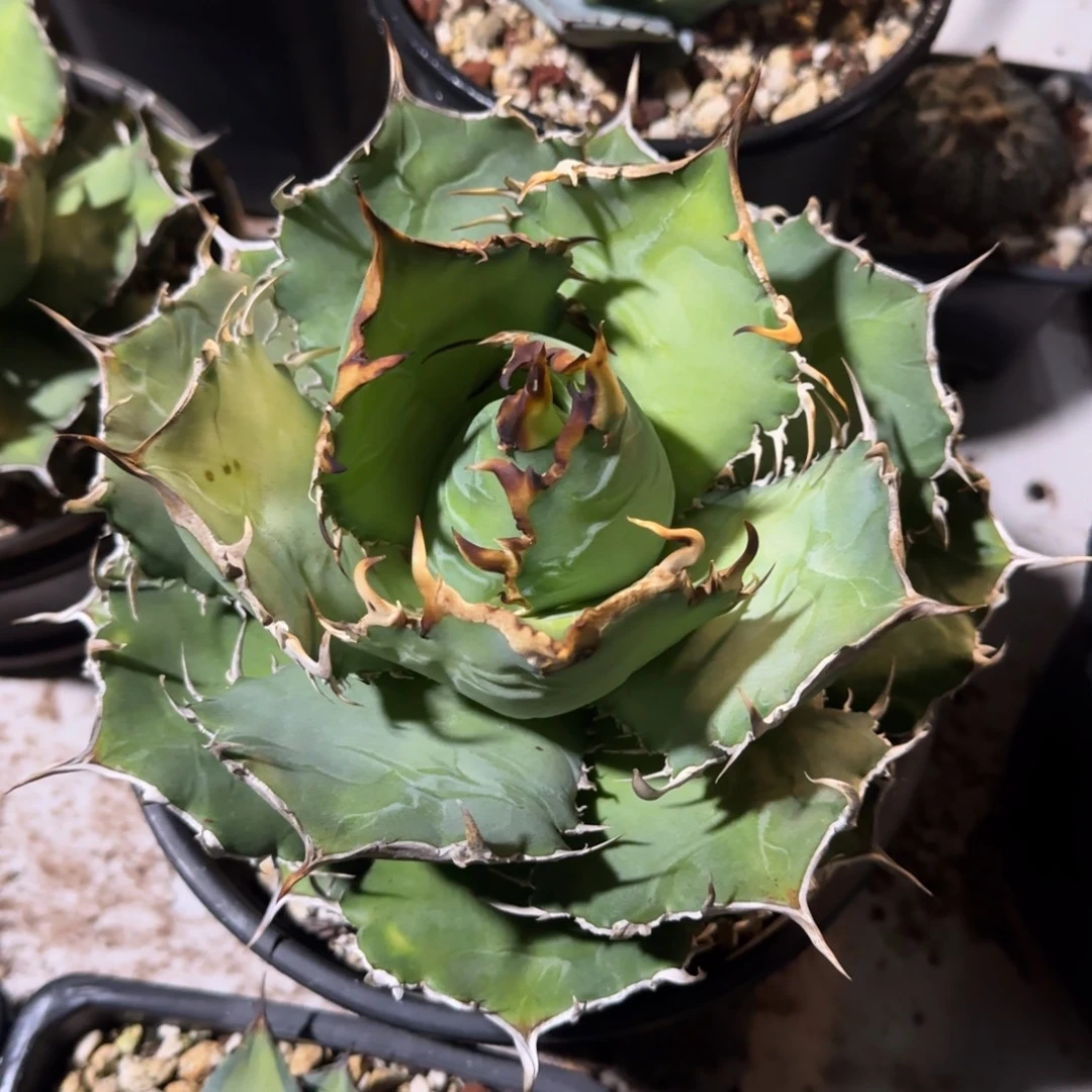 正版白鲸仁王冠龙舌兰